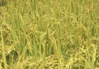 Novo projeto de pesquisa incentiva a expansão e o fortalecimento do arroz de terras altas em Minas