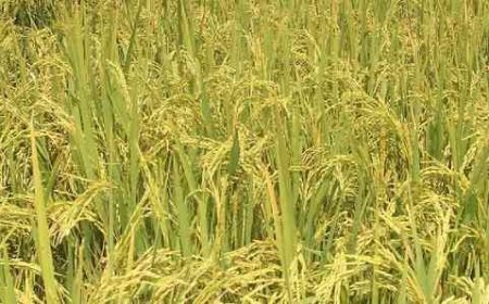Novo projeto de pesquisa incentiva a expansão e o fortalecimento do arroz de terras altas em Minas
