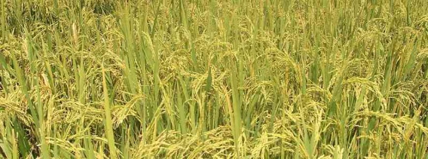 Novo projeto de pesquisa incentiva a expansão e o fortalecimento do arroz de terras altas em Minas