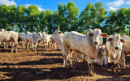 Epamig desenvolve projeto para reduzir emissão de metano em bovinos