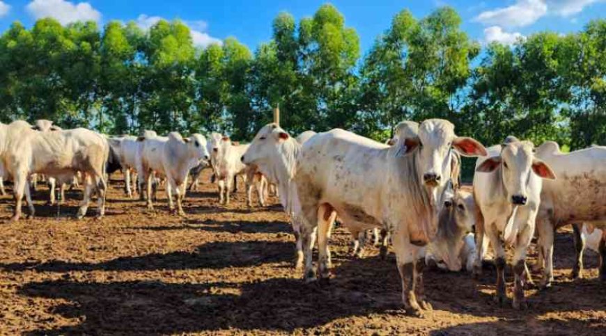 Epamig desenvolve projeto para reduzir emissão de metano em bovinos