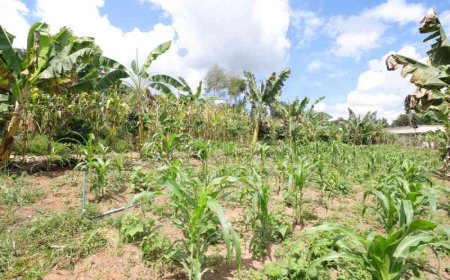 Novo polo de agroecologia impulsiona Vales do Jequitinhonha e Mucuri