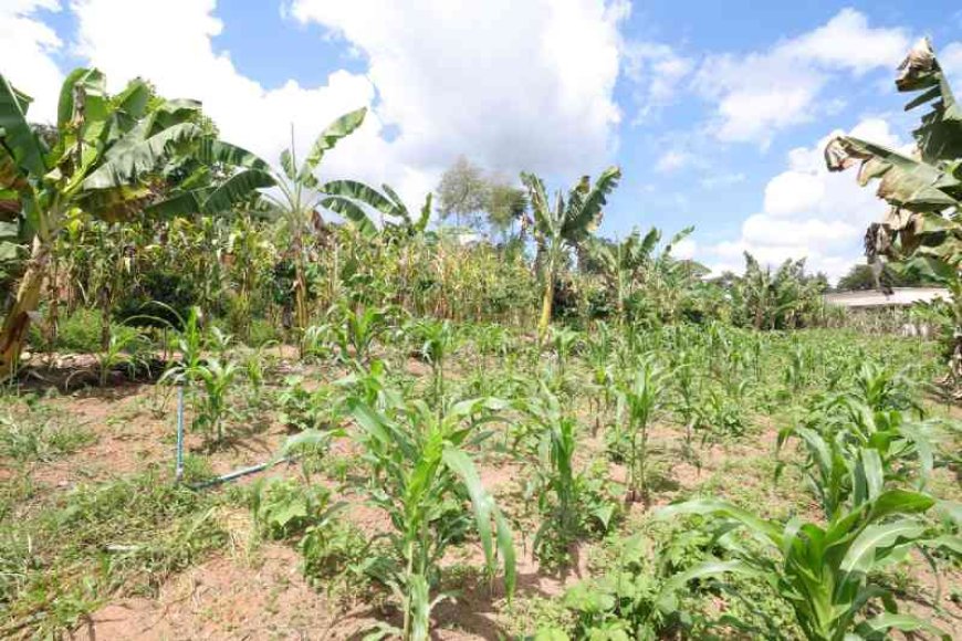Novo polo de agroecologia impulsiona Vales do Jequitinhonha e Mucuri