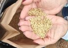 Epamig desenvolve projeto para expandir o cultivo de arroz no Jequitinhonha