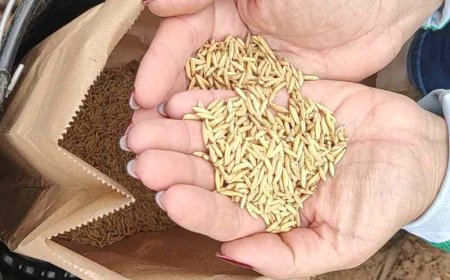 Epamig desenvolve projeto para expandir o cultivo de arroz no Jequitinhonha